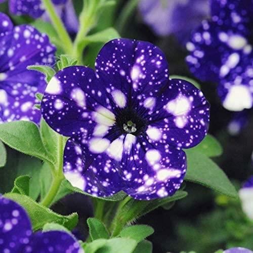 Tacoli- Garden Bonsai Petunia « Sky Blue Night » Fleurs, mouchetures blanches de graines de 200pcs contre les pétales bleu pro[575]