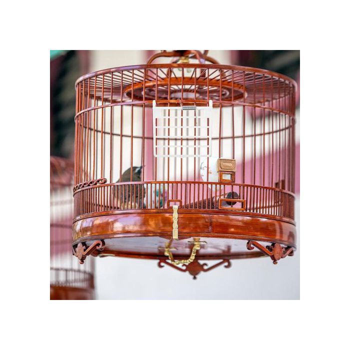 Bagues D'oiseau Ouvert / Fermé Anneaux De Pigeon En Aluminium | Ceintures D' Identification Des Pigeons | Bagues D'oiseau D'entraînement Multicolores Anneau D'ouverture (100 Pièces) Mixed Color 2.5mm