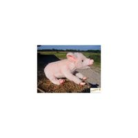 Peluche cochon couché 33 cm - HANSA - Rose - Mixte - Préférable - 3 ans - 33 cm