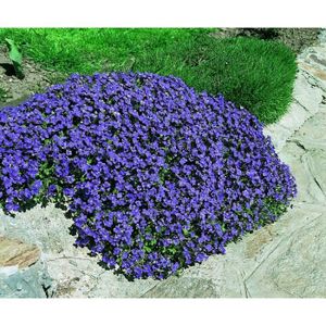 Fleur Pour Jardin