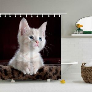 Petit Chat Blanc Mignon Get Images