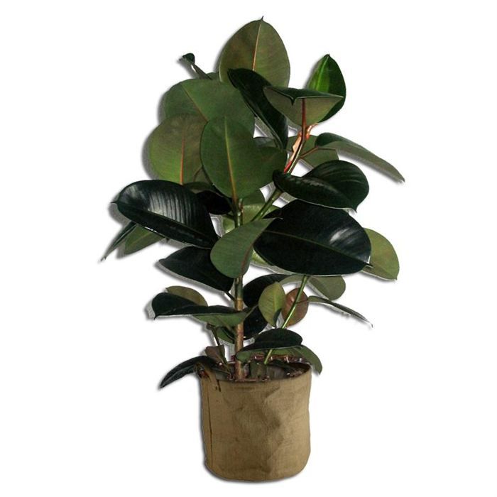 Ficus Robusta 40cm