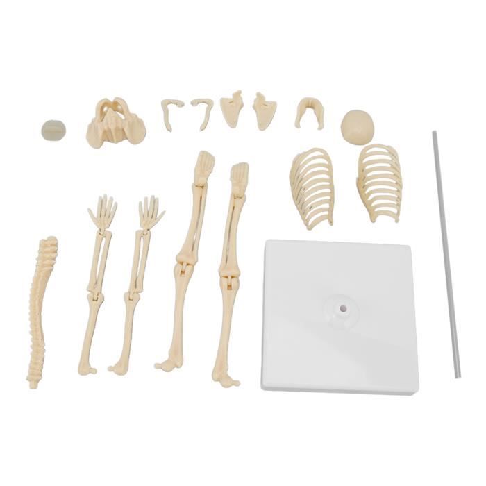 LIS®modèle de squelette de corps humain 35 cm Mini modèle de squelette  humain léger petit jouet éducatif de squelette humain 84399 - Cdiscount  Jeux - Jouets