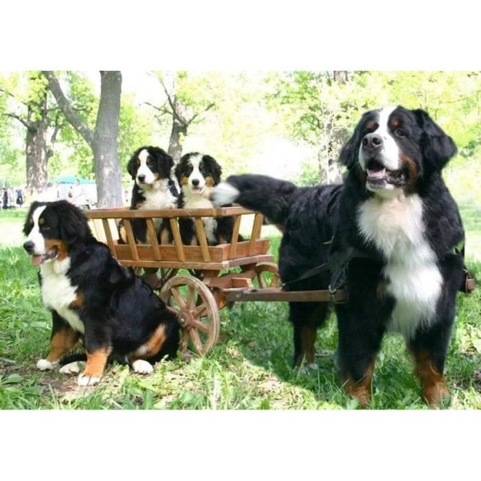 SKMN Broderie Diamant Kit Complet pour Adultes Animaux Bouvier Bernois Diamant Peinture Kits,Diamant Arts Craft pour la Décoration Murale à la Maison - 40x50cm SKMN Broderie Diamant Kit Complet pour Adultes Animaux Bouvier Bernois Diamant Peinture Kits,Diamant Arts Craft pour la Décoration Murale à la Maison - 40x50cm