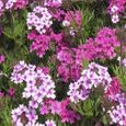 JARDINIERE - BAC A FLEUR  100 Pcssac Verbena Graines Tolérantes à la Chaleur Parfumées style-Verbena seeds 1-2