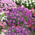 JARDINIERE - BAC A FLEUR  100 Pcssac Verbena Graines Tolérantes à la Chaleur Parfumées style-Verbena seeds 1-3