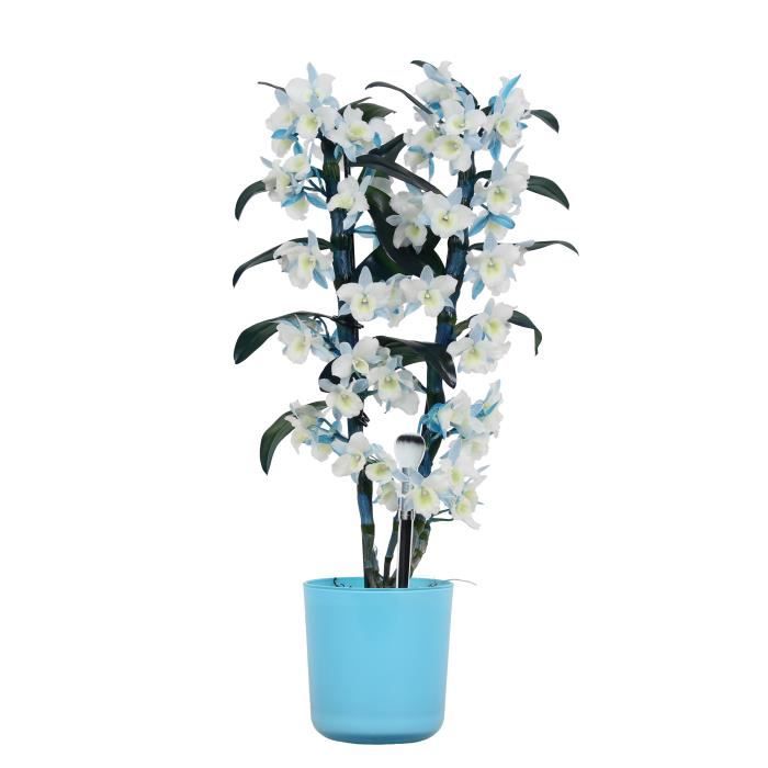 Orchidée de Botanicly – Bambou Orchidée en pot de fleur bleu comme un ensemble – Hauteur: 50 cm, 2 pousses, fleurs... plante naturel