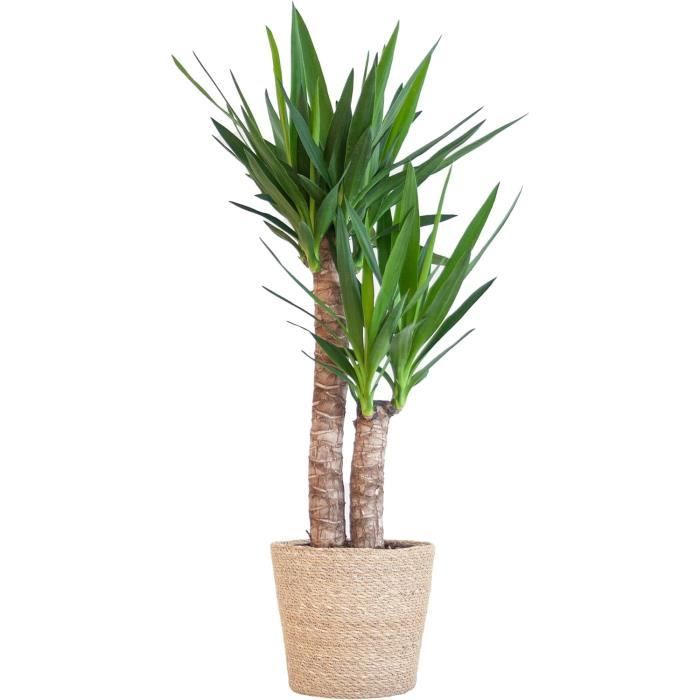 Yucca Plus Yucca Elephantipes - Panier de 75 à 85 cm et plus - Plante d'intérieur ...