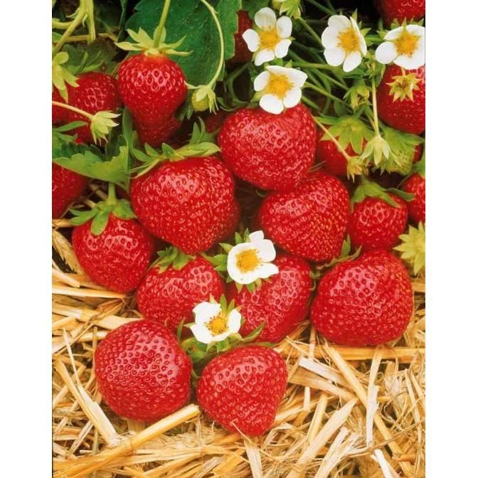 fraisier mara des bois remontant jeune plant racines nues croissance rapide cdiscount jardin