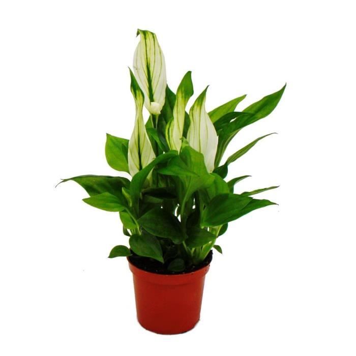 Exotenherz - Mini Spathiphyllum - mini feuille simple - pot 7cm