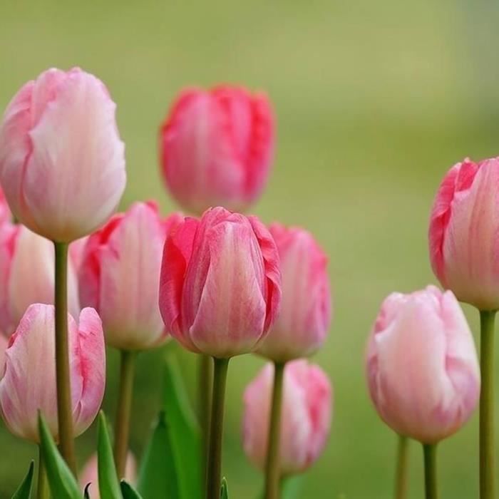 50pcs graines de tulipe -Rose