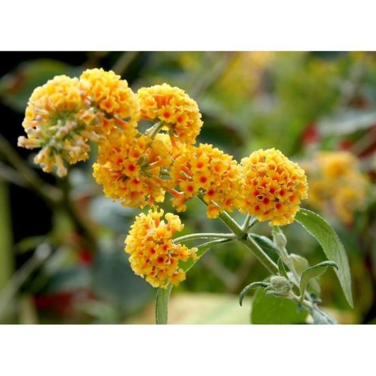 Garden Beauty Butterfly Weed Asclepias Tuberoso And Buddleja