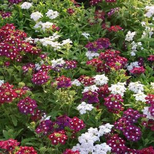 GRAINE - SEMENCE GRAINE - SEMENCE Graines de fleurs 50 pcssac florissant croissance rapide Coloré Multi-couleur style-Verbena seeds1