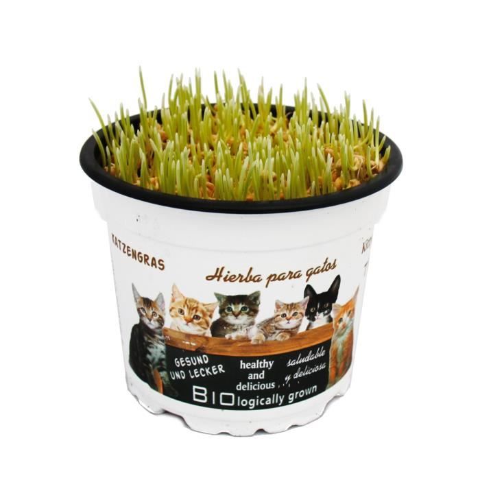 Herbe A Chat Soft Herbe A Ble Ble Fourrager Pot De 12cm Cdiscount Jardin Herbe A Chat Soft Herbe A Ble Ble Fourrager Pot De 12cm Cdiscount Jardin
