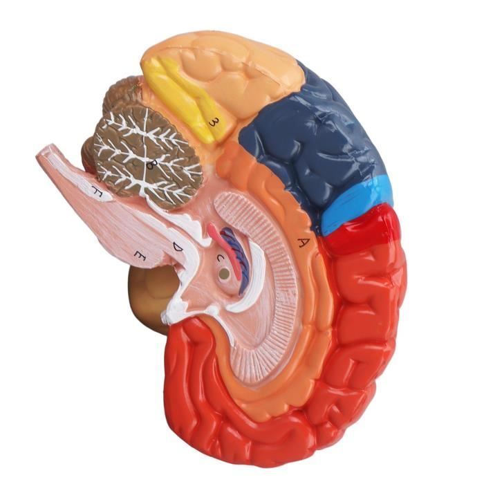 Modèle anatomique du cerveau