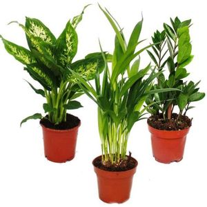 PLANTE POUSSÉE Exotenherz - set de plantes d'intérieur - Dieffenbachia - Dypsis lutescens - Zamioculcas - 3 plantes - pot 12cm