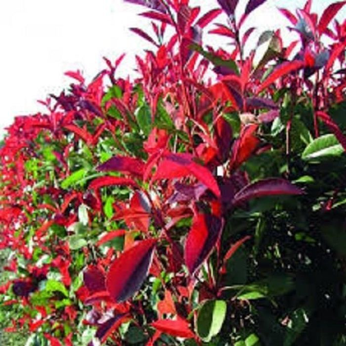 Arbuste-Photinia-Permanent-Feuilles rouges brillantes(arbuste très décoratif)-Livré Hauteur.15-25cm Croissance très rapide (50cm