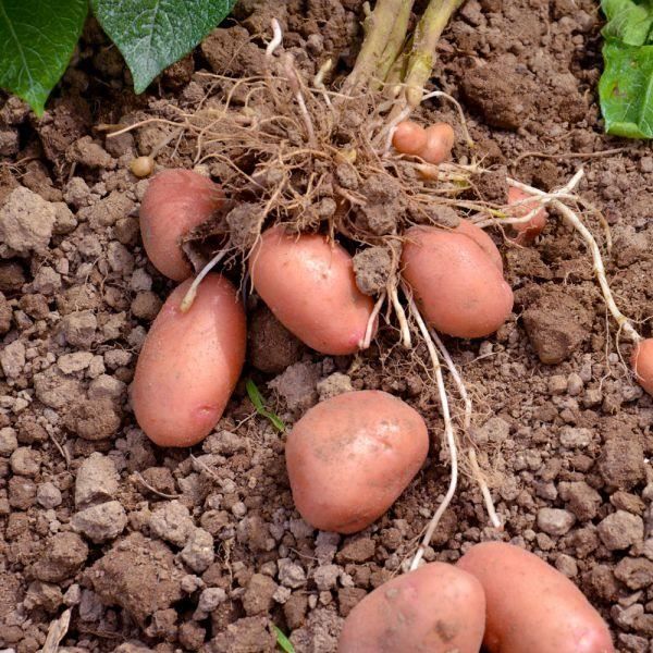 Plants De Pomme De Terre Bio Desiree 25 Plants Achat Vente Bulbe Plants De Pomme De Terre Bio Cdiscount