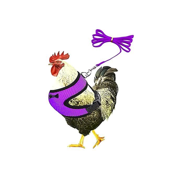 Balançoire à poulet - Jouets pour poules - Jouet pour poules - Oiseaux, perroquet, ara, poules