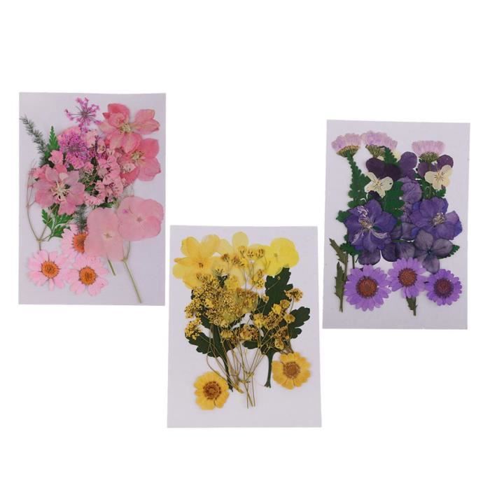 Fleurs Séchées Pressées Vraies Fleurs Séchées Pour Bricolage