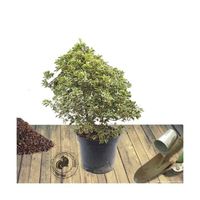 Pittospore à petites feuilles Variegatum-Pot de 7,5L - 60/80 cm--Buissonnant