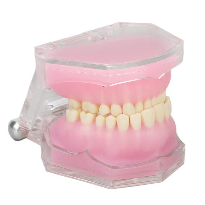 Dentition Complète Fausses Dents – Résine Synthétique, Couleur Naturelle, Neuf