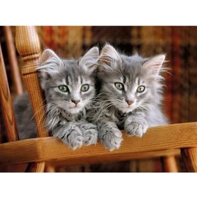 Clementoni - 500 pièces - Kittens