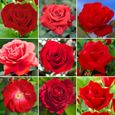 Remarquable Rosier Rouge en pot  Rosiers de jardin haut de gamme avec fleurs colorées en été-0
