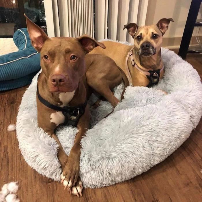 Gogoloving Panier Grand Chat Chien Chaud Tapis De Chien Coussin Panier Lavable Pour Chat Animaux De Deluxe Moelleux Lit 100 100 Cm Cdiscount Gogoloving Panier Grand Chat Chien Chaud Tapis De Chien Coussin Panier Lavable Pour Chat Animaux De Deluxe Moelleux Lit 100 100 Cm Cdiscount