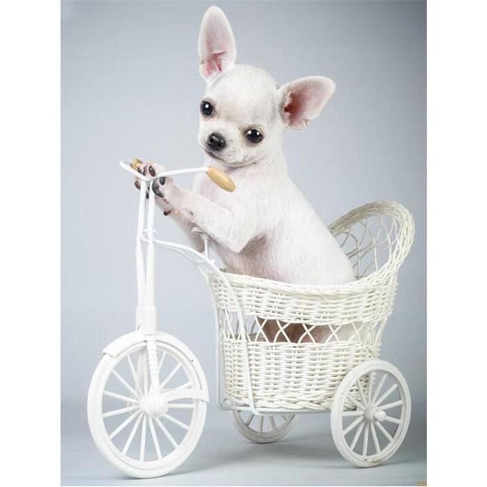 Kit Peinture Diamant 5D DIY – Chihuahua à Poil Long Adorable, Broderie Diamant Complet 40x50cm, Décoration Murale Brillante