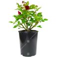 Remarquable Rosier Rouge en pot  Rosiers de jardin haut de gamme avec fleurs colorées en été-1