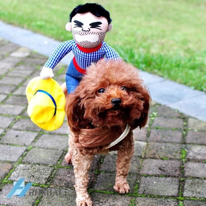 Costume pour 2025 bouledogue francais