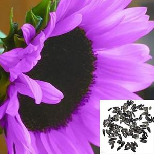 GRAINE - SEMENCE 100pcs Graines De Tournesol Violettes Fleur D'hélianthus Facile à Cultiver Jardin Bonsaï Plante Ornementale Graines de tourneso A93