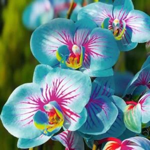 GRAINE - SEMENCE 100pcs - sac de graines phalaenopsis, plante aromatique, semée d'orchidées vivaces pour le bureau