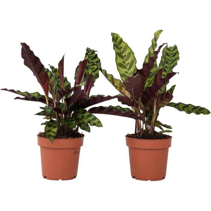 Calathea White Fusion - Plante D'intérieur - Facile D'entretien - Purifiante - H. 40-50 Cm