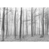 Papier Peint Intissé Forêt noir et blanc 416x254 cm 3D Arbres Panoramique Chambre Salon Photo Non Tissé Muraux Moderne Trompe