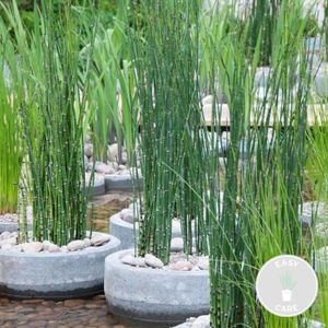 PLANTE POUSSÉE Equisetum Japonicum – Tuyau creux japonais – Plante de bassin – Entretien minime – D9 cm - H20-30 cm