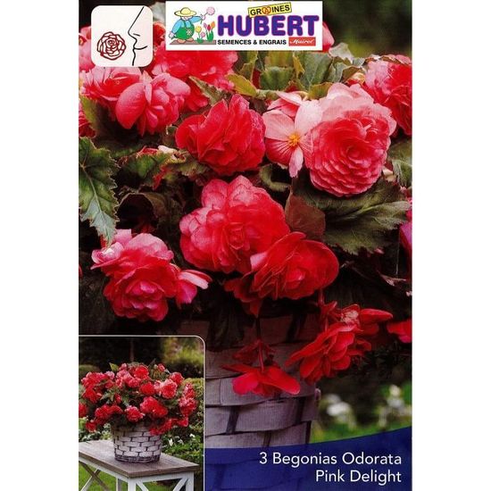 3 Bulbes De Bégonias Parfumés Odorata Pink Delight[u1327] Cdiscount — free download