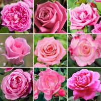Somptueux Rosier Rose en pot  Rosiers de jardin haut de gamme avec fleurs colorées en été