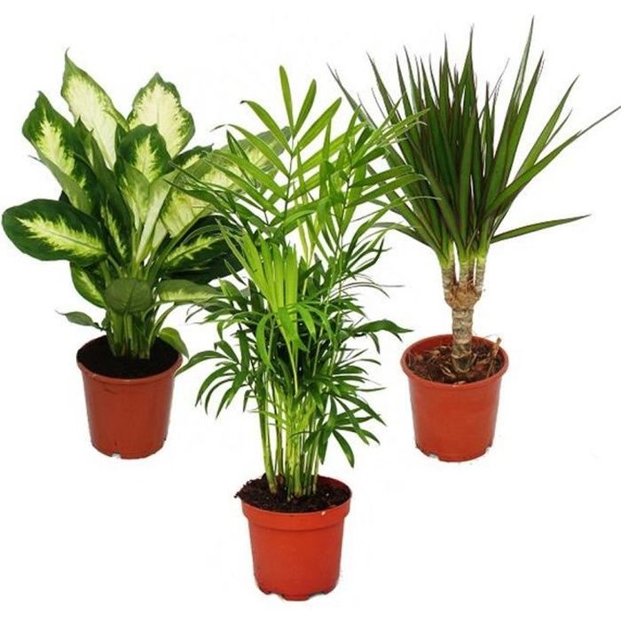 Exotenherz - Set de plantes d'intérieur - Dieffenbachia - Chamaedorrea elegans - Dracaena marginata - 3 plantes - facile