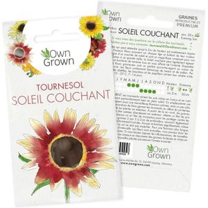 GRAINE - SEMENCE Graines de tournesol variété Soleil Couchant-Evening Sun (Helianthus annuus) pour la culture d'environ 30 plantes sauvages.[G154]