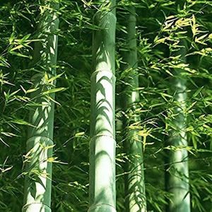 GRAINE - SEMENCE 40Pièces Un paquet de graines de bambou Moso géantes fraîches pour le jardin de bricolage [266]
