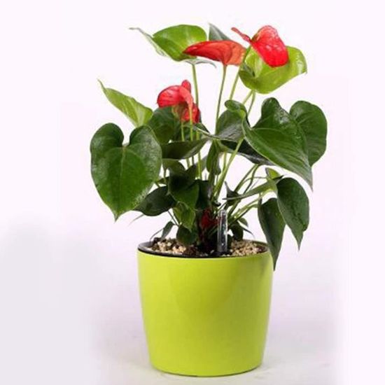 2x Indicateur de niveau d'eau Plantes à fleurs en pot Plantes de