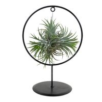 Tillandsia Magic Ball en cercle décoratif - Plante aérienne - Facile d'entretien - H30 cm
