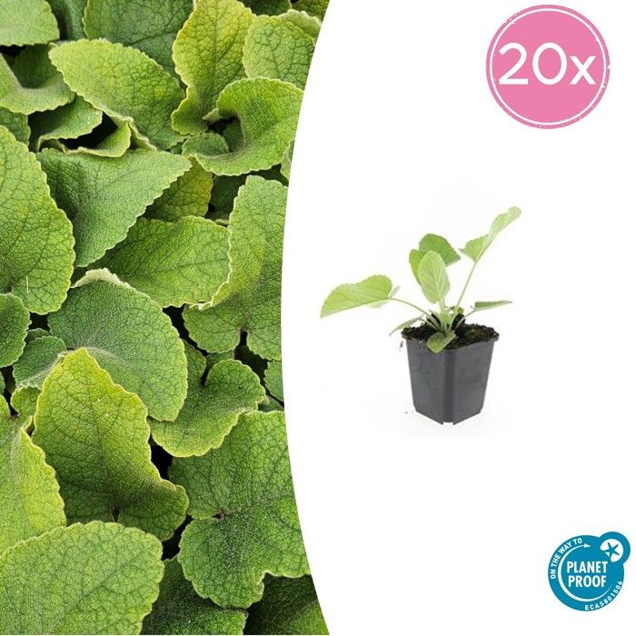 Brûleur Russel (Phlomis Russeliana) - Lot De 40 Plantes En Pot De 9 Cm, Hauteur 10-25 Cm - Plante D'intérieur Sans Marque