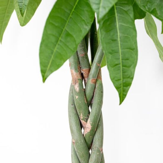 Pachira Aquatica 100-110cm - Attitude Jardin | Arbre à Argent | Plante D'intérieur Peu Entretien | ⌀21cm