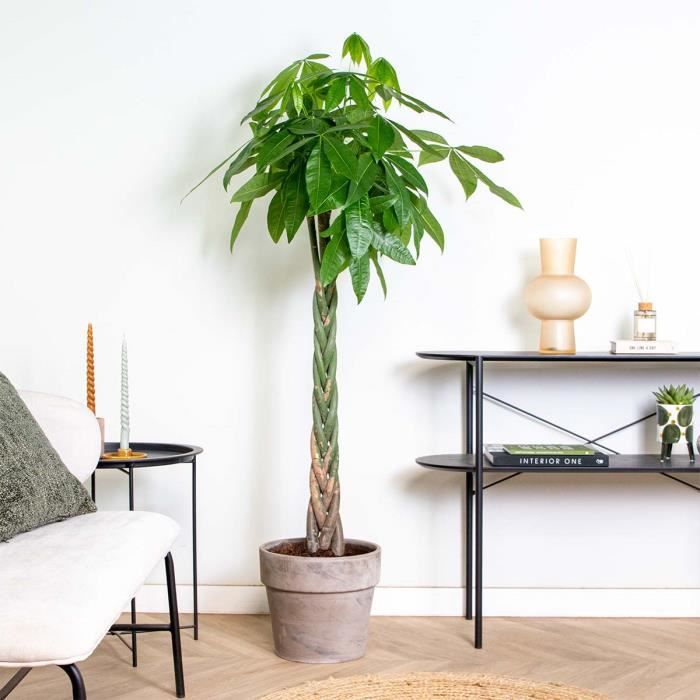 Pachira Aquatica Money Tree Plante d'intérieur Peu d'entretien