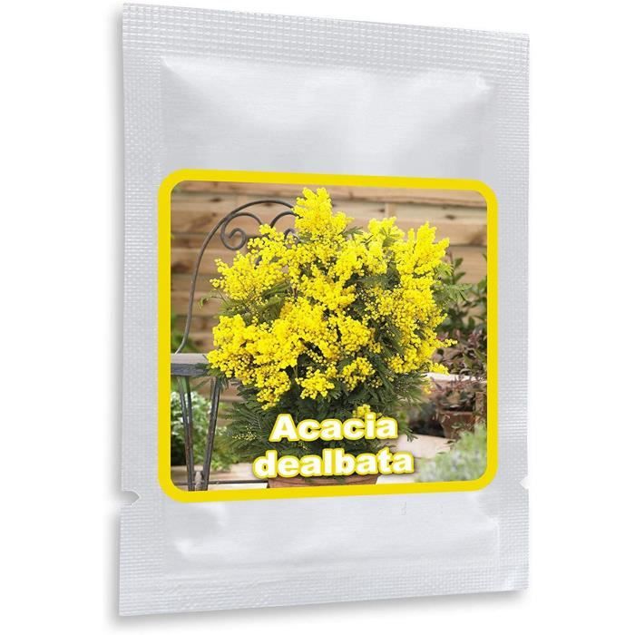 un noble plante méditerranéen pour maison 25 graines de Mimosa dhiver Acacia Dealbata jardin terrasse et balcon