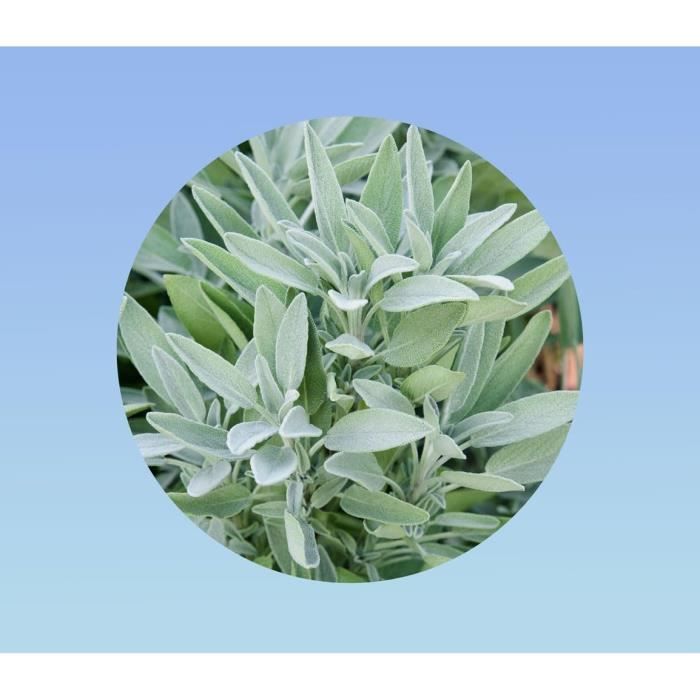 SAUGE - Sauge officinale - Lamiacées - Semences 100% bio pour maraichers professionnels