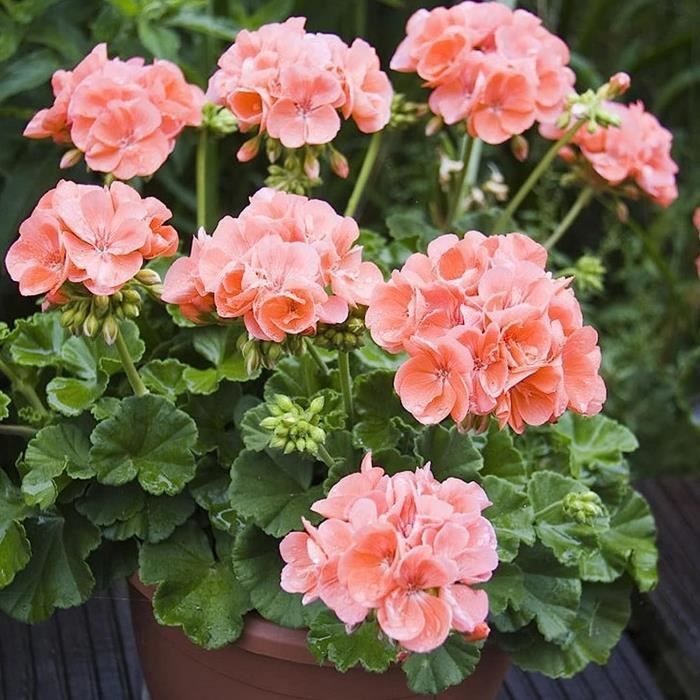 Graines De Thym Serpolet Rouge – 200 Graines – Faciles à Planter En Pot, Jardin Ou Balcon – Parfumées Et Rustiques - 5